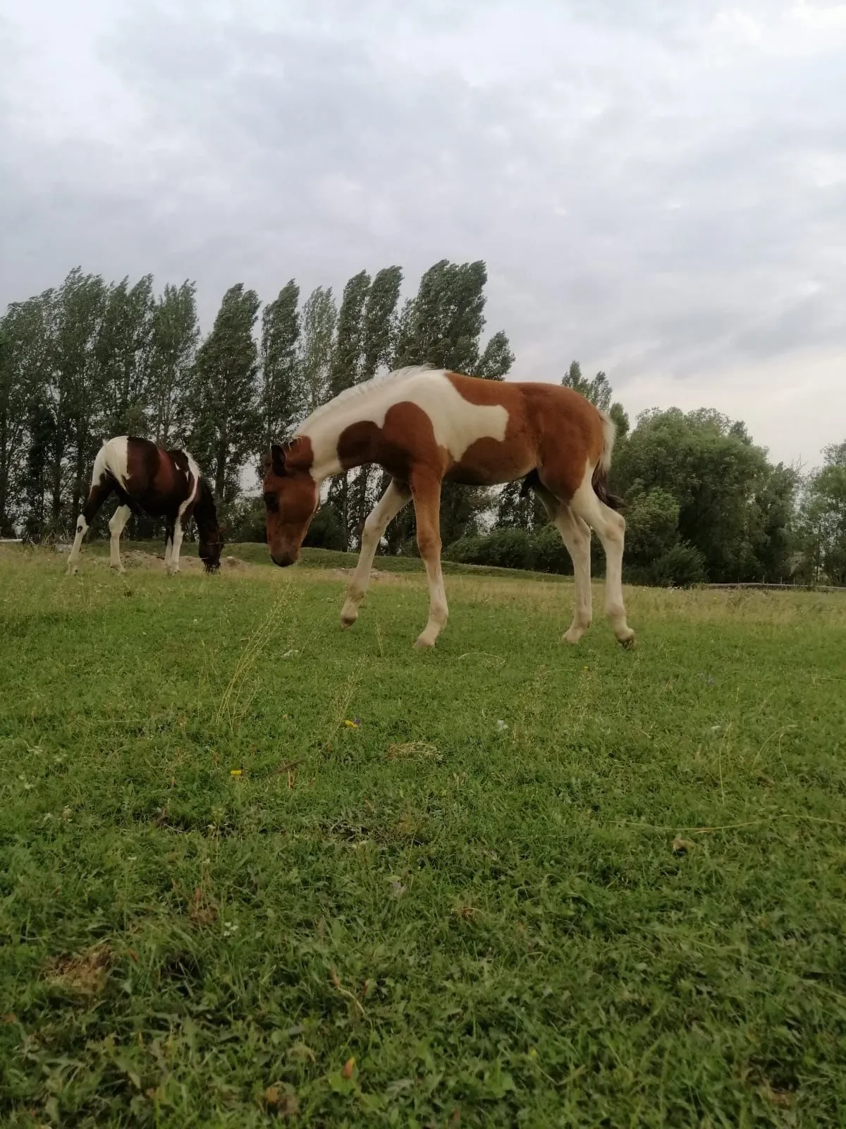 IMG-20241008-WA0011